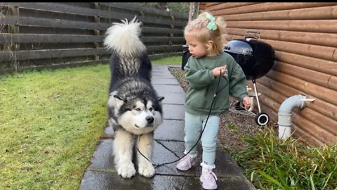 Baby girl fries to convince giant husky to go for a walk