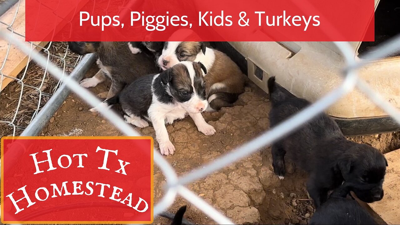 Pups, Piggies, Kids and Turkeys
