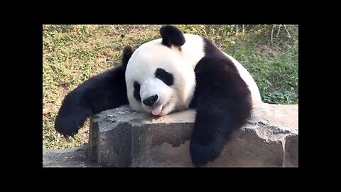 🐼 Panda Funny Moment Videos Compilation