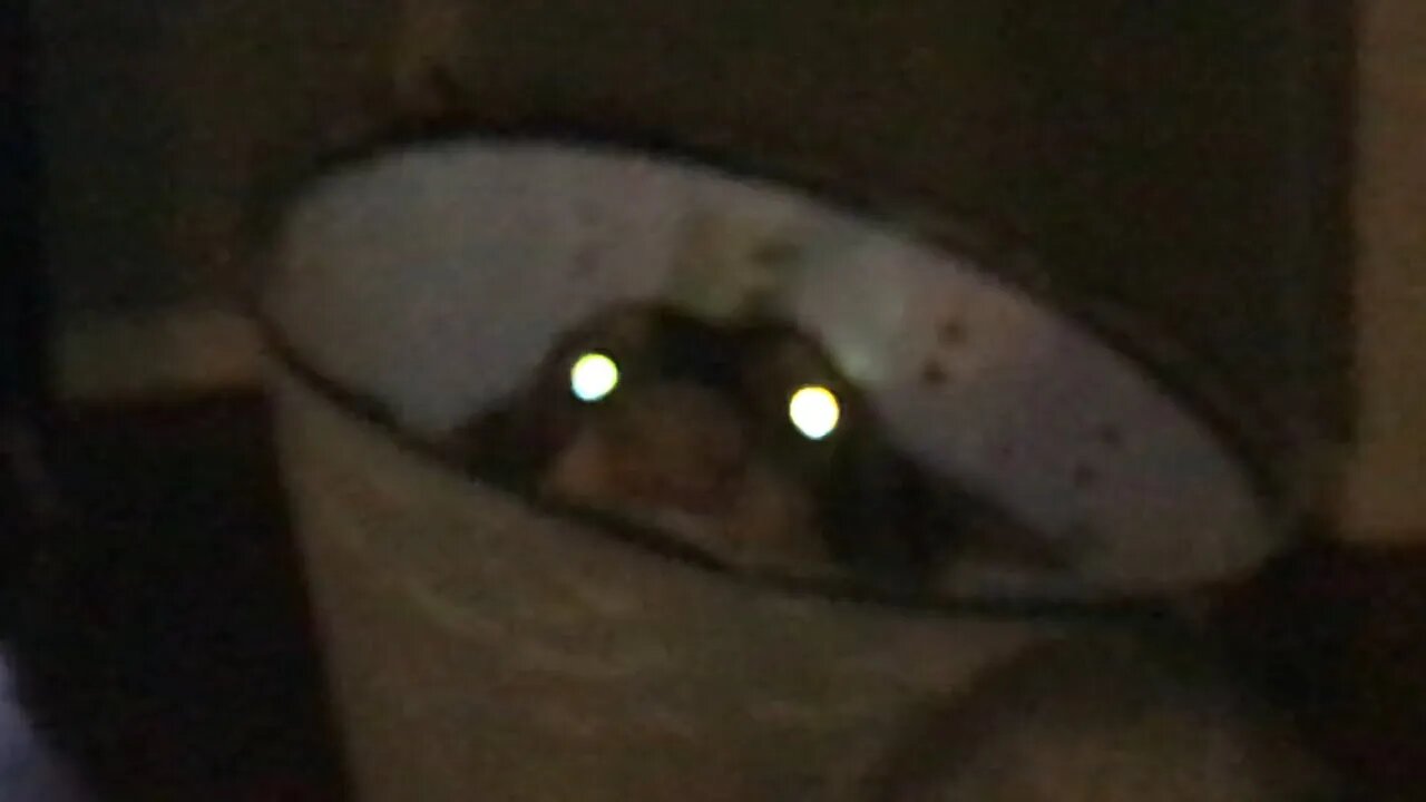 Spooky F̴̘̥̑͌̈́͗̔̓͗̄̚r̴̡̡̫̜̹̻̖͙̻̮̀ę̸̳͇̆̈́̆͛̀͗̍̈́́̉̌̎̑̚ẙ̴̧͖̝̱̣͇̟̲̜̲̬͕͔̗͌̇̉̀̈́̋̕à̴̧̱͈͓̠̜̼̞͖͇̰̎̇͛̈̑͂̈́͝͝