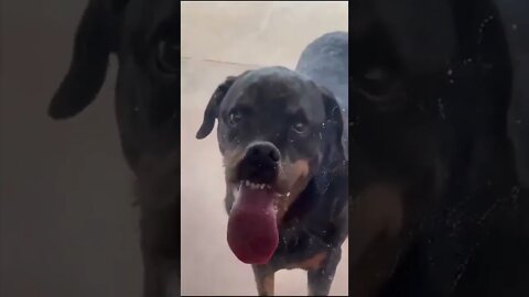 funny dog | cute animals| cute dog | shorts | #short