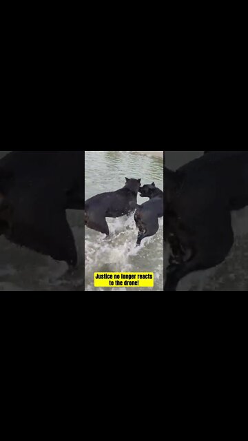 Cane Corso REACTIVITY GONE! #shorts #viral #dog #puppy