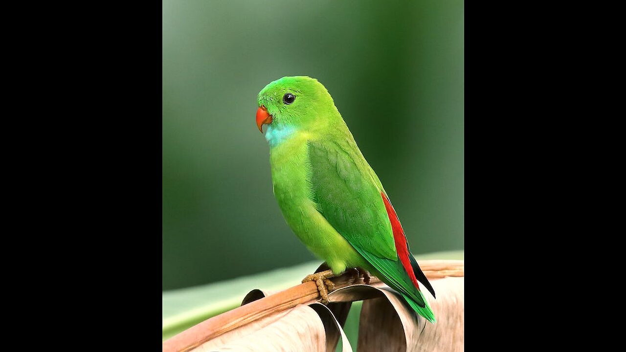 Parrot Singing in Cage #Enjiy music# listen # singer