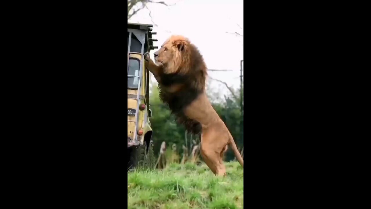 Lion attack in Car