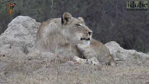 LIONS: Following The Pride 73: One Girl Calls The Pride
