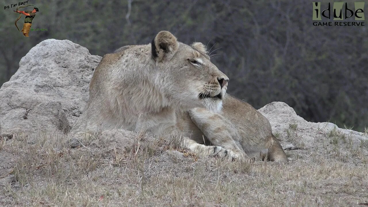LIONS: Following The Pride 73: One Girl Calls The Pride