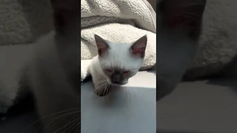 Meet Sullivan