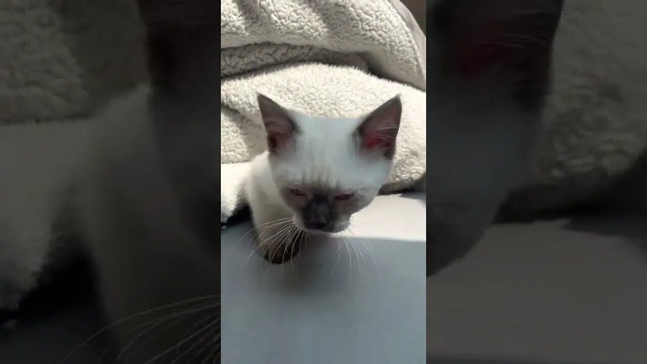 Meet Sullivan