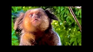 Sound of Marmosets Singing