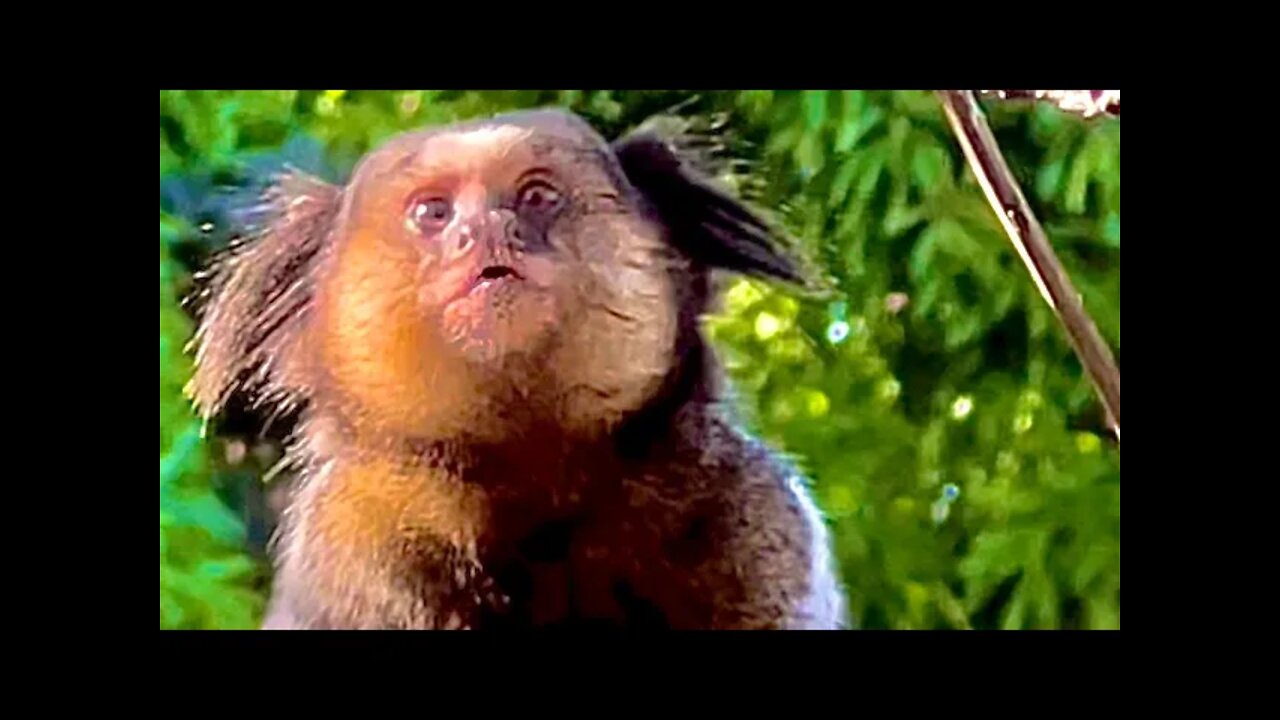 Sound of Marmosets Singing