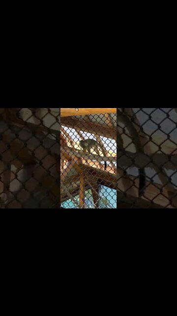 Squirrel Monkeys at the Moncton Zoo