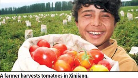 Xinjiang tomatoes