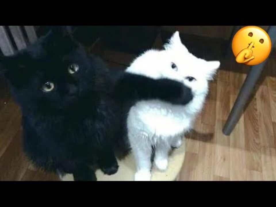 Funny cat videos