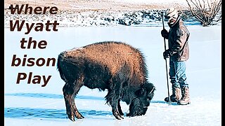 Wyatt the baby bison celebrating winter