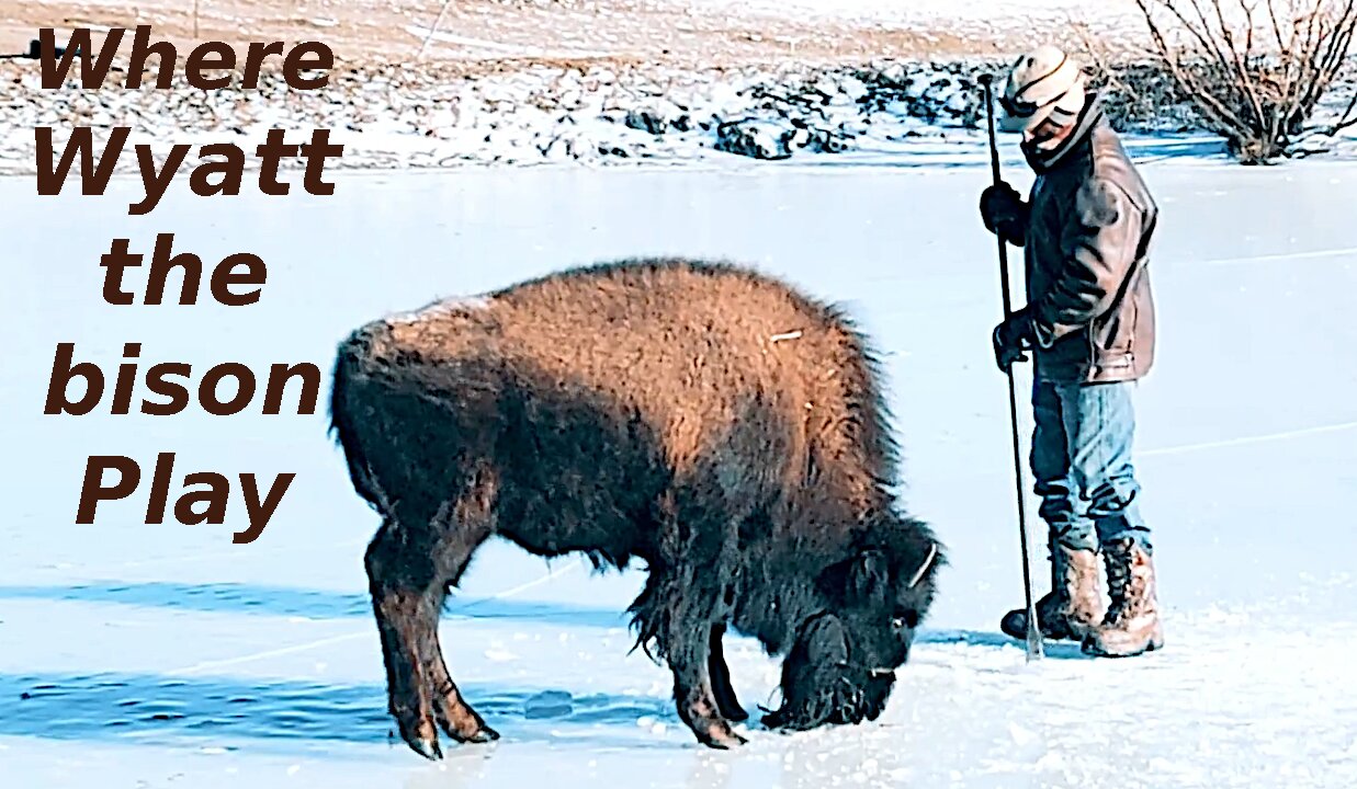 Wyatt the baby bison celebrating winter