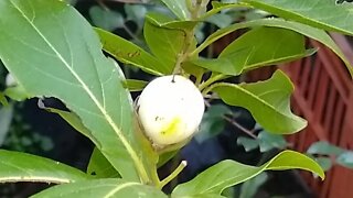 frutífera produzindo em vaso jabuticabeira Sabará olho de boi Cambucá de praia...