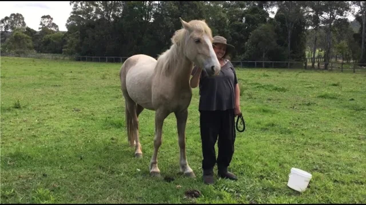 Hanging out with Halo the brumby. No need to use feed to catch her. She freely comes up to me.