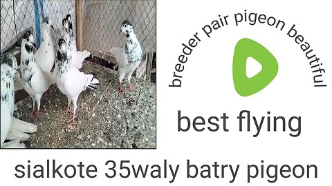 Batry 35waly beautiful breeder pair sialkote