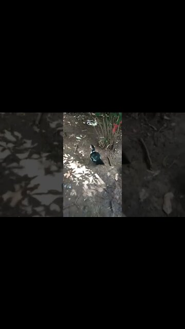 Pretty Muscovy duck 4th March 2022