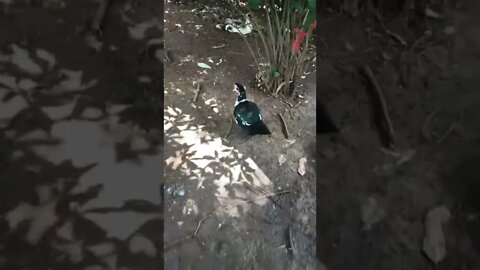 Pretty Muscovy duck 4th March 2022
