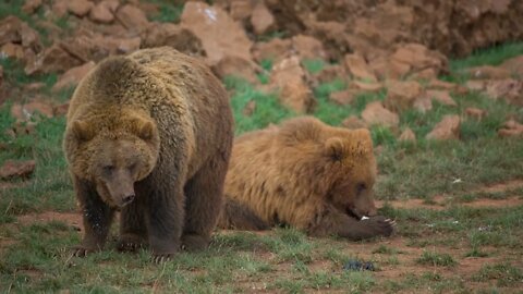 Brown bears Couple