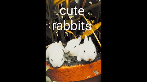 Cute rabbits