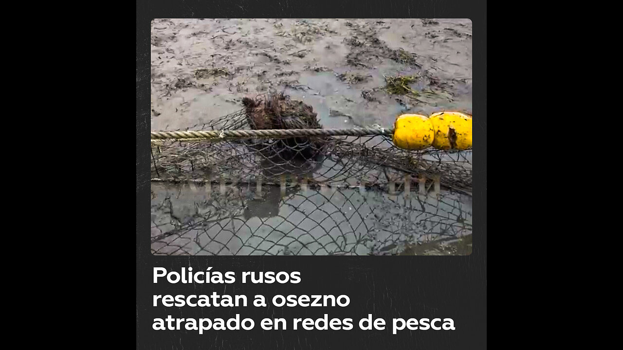 Emotivo rescate de un osezno atrapado en unas redes de pesca