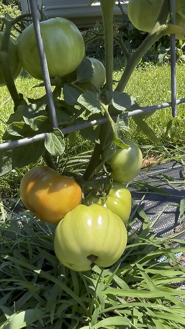Tomatoes Are Turning 🍅 Check in Chamberlin Family Farms (FB) for Updates #tomatoes #harvesting