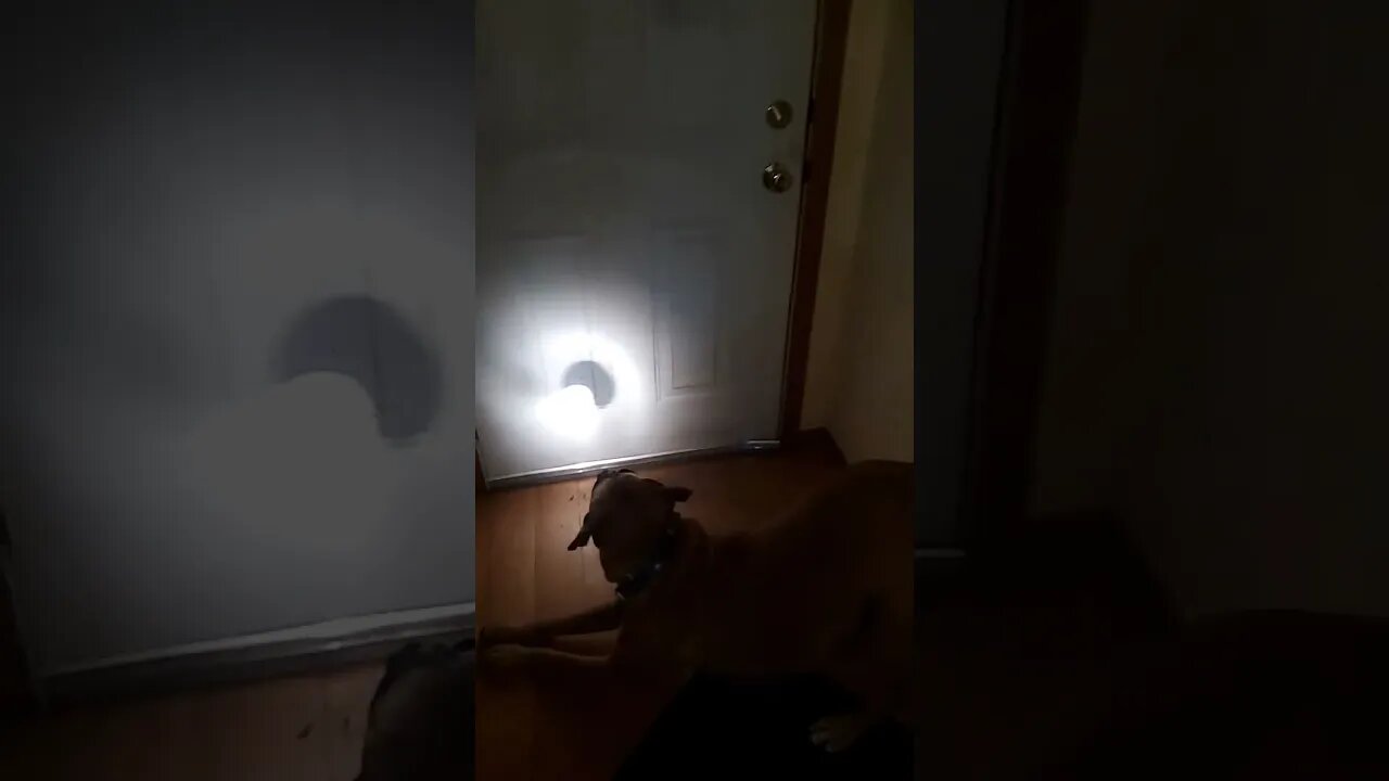 dog fascinated by flashlight.