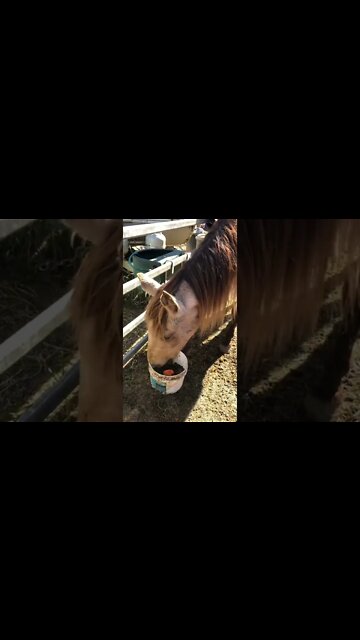 In memory: Arthur spends the day eating with Cleo and us in the sun 💔🥲