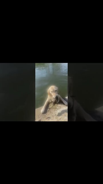 Dog Saves a Duck