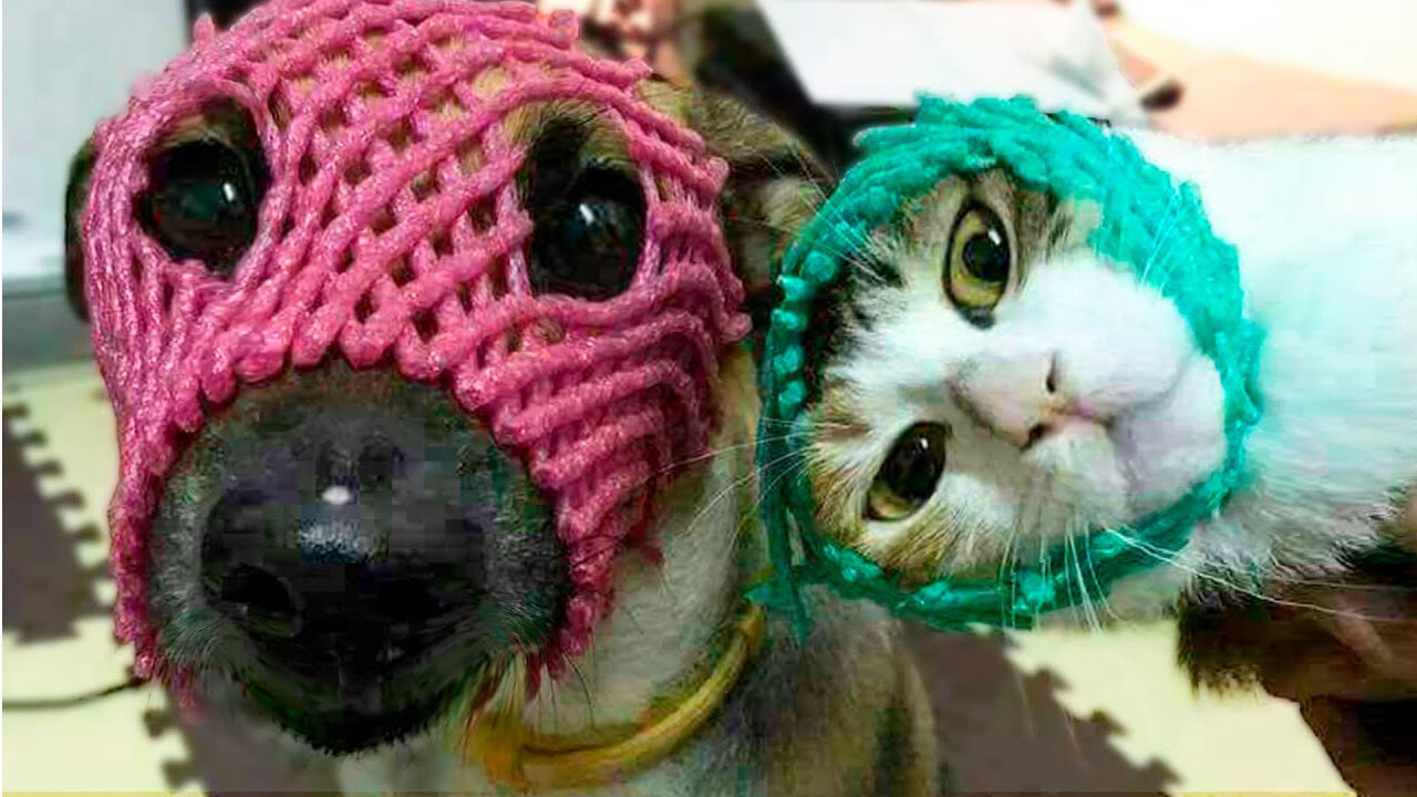 Funniest Animals 😂 Funny Cats Video 2023 😺 #9