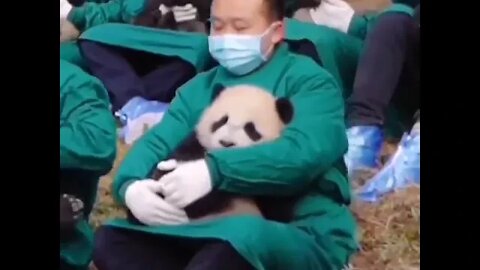 Panda Caretakers