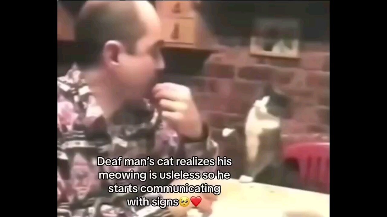 deaf man's cat realizes meowing is useless so he communicates with signing