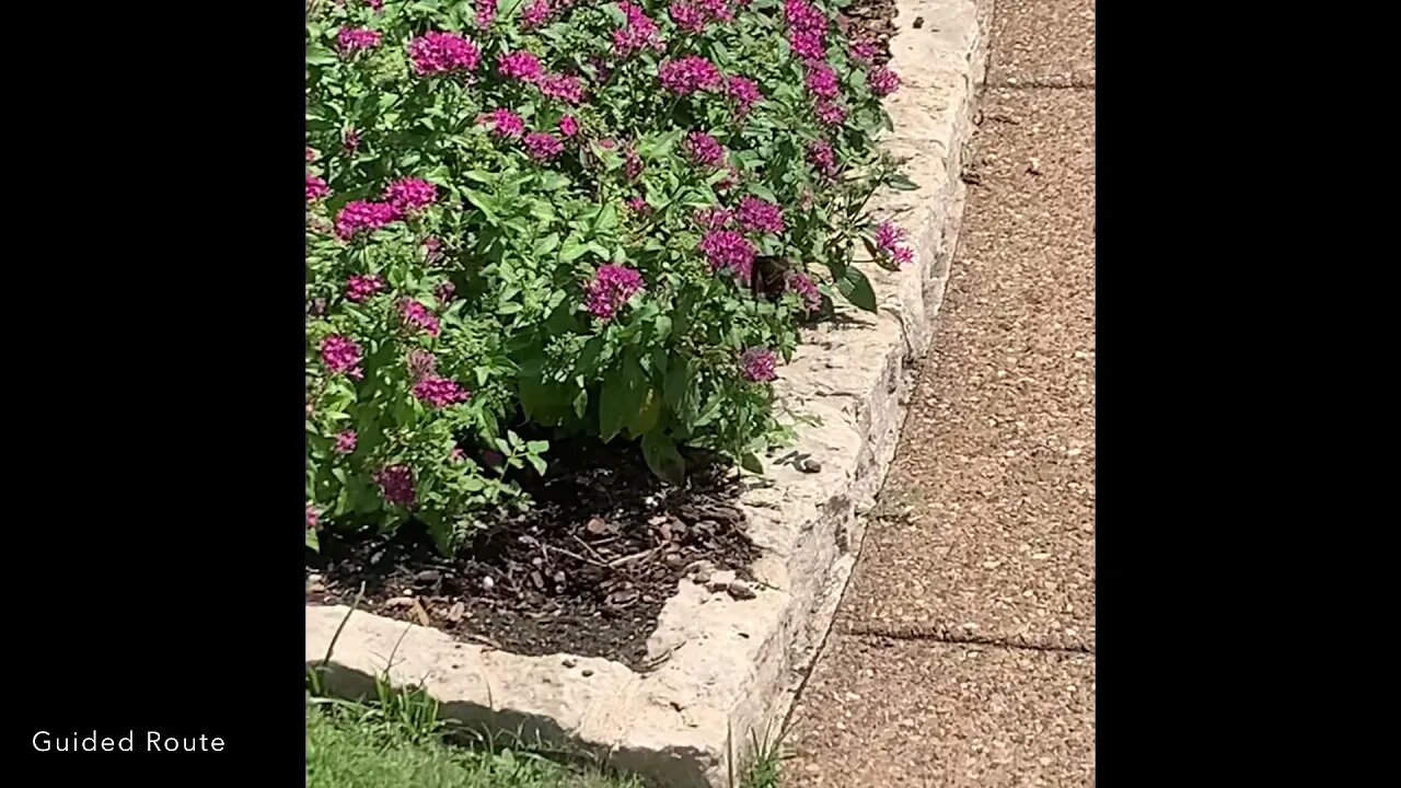 Beautiful Black and Blue Butterfly Pollinating Flowers