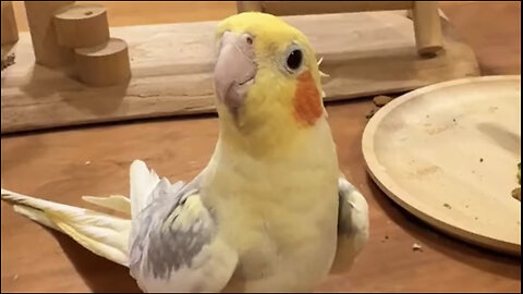 Beautiful tia bird 🐦 trending video