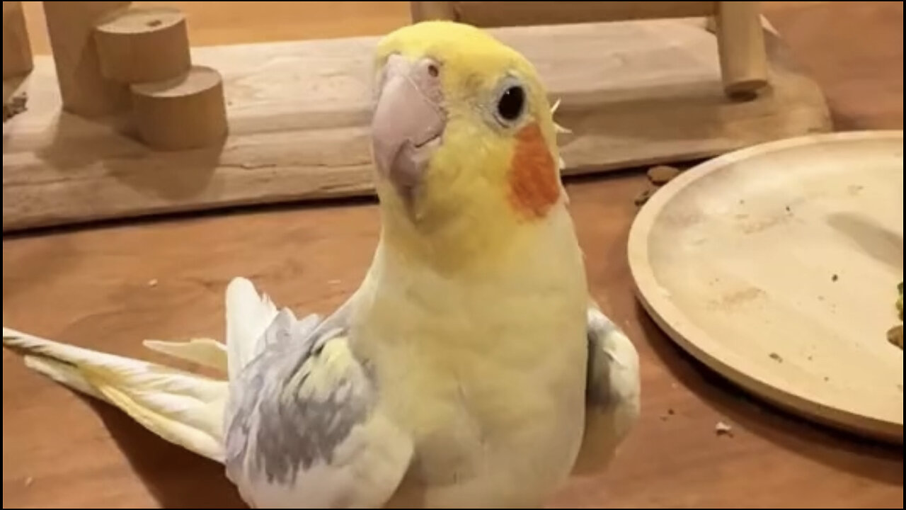 Beautiful tia bird 🐦 trending video