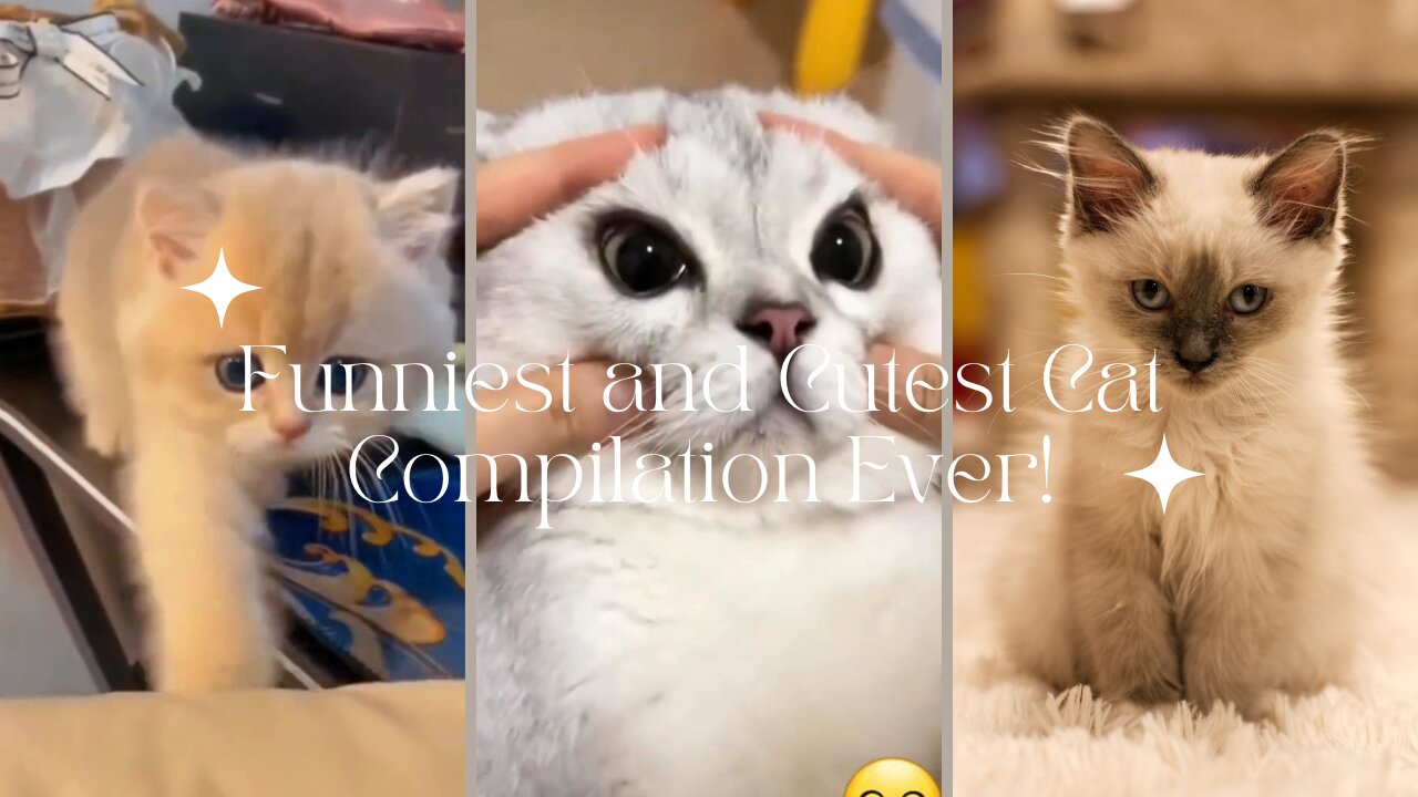 Get Ready to Smile: Funniest and Cutest Cat Compilation Ever!