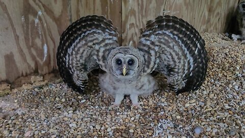 Hacking baby Barred owls