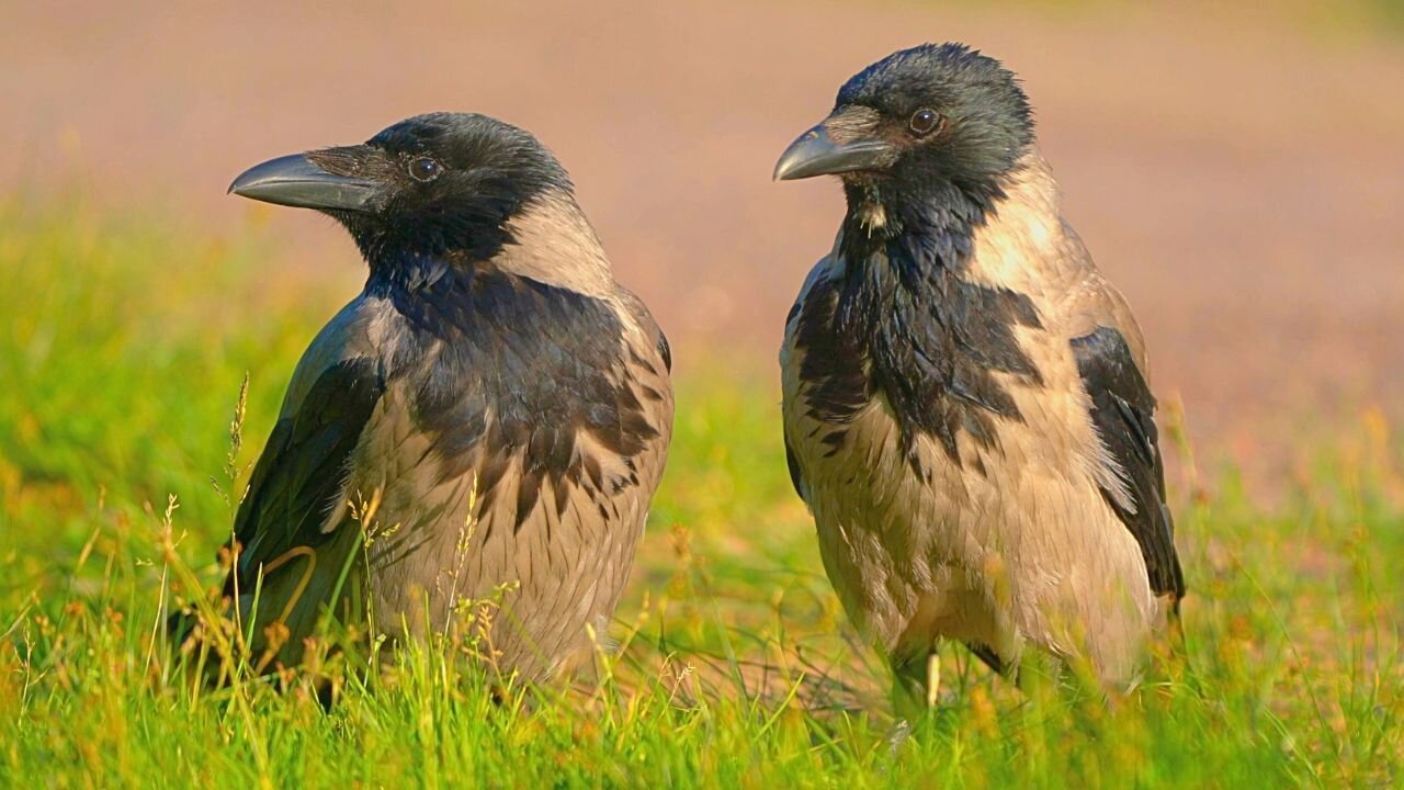 Hooded Crow Couple is Waiting Patiently for Me to Finish Feeding the Ducks