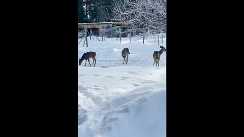 Feeding apples to the deer - Winter in Montana 2022