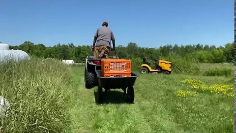 Baby Walter running out to get chickens