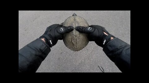 Biker Saves a Turtle!