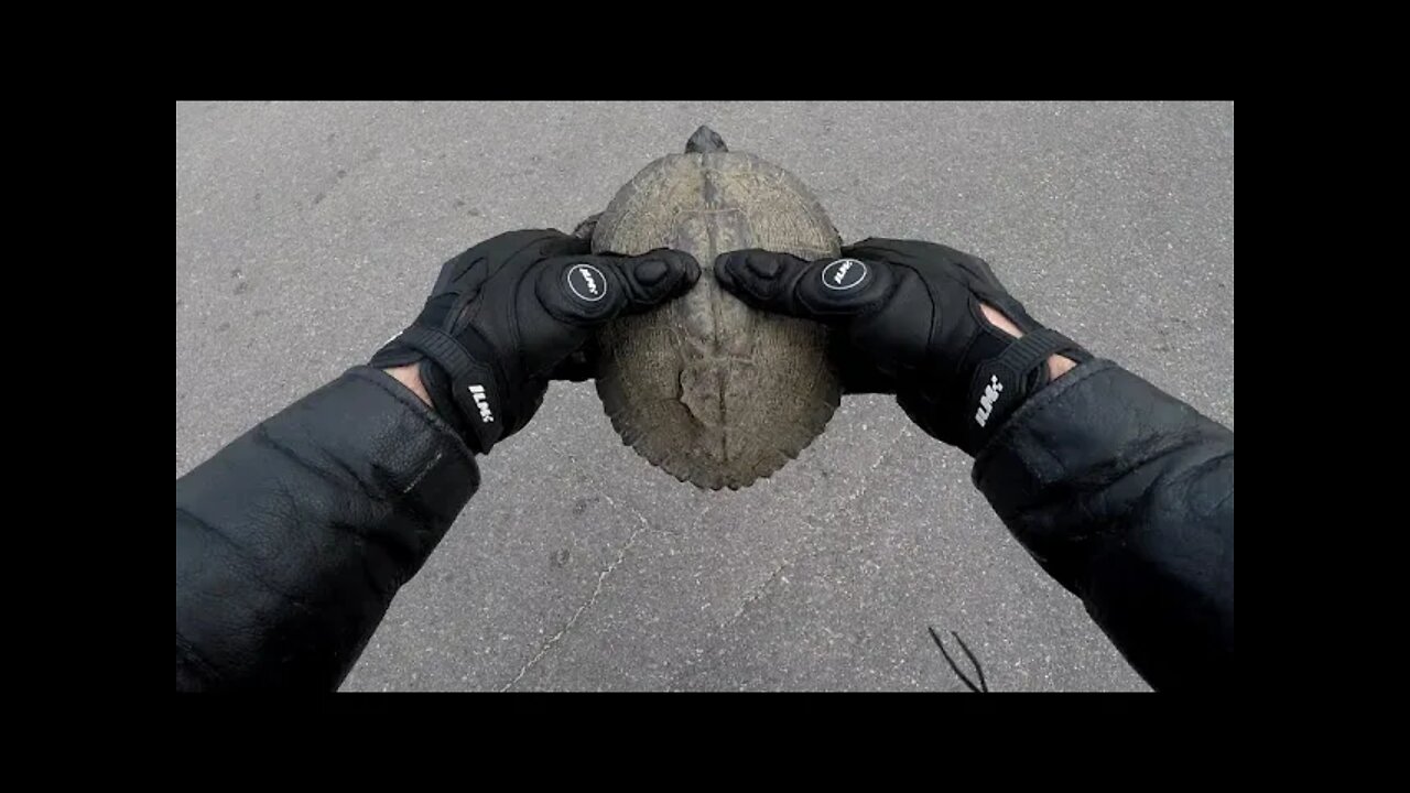 Biker Saves a Turtle!