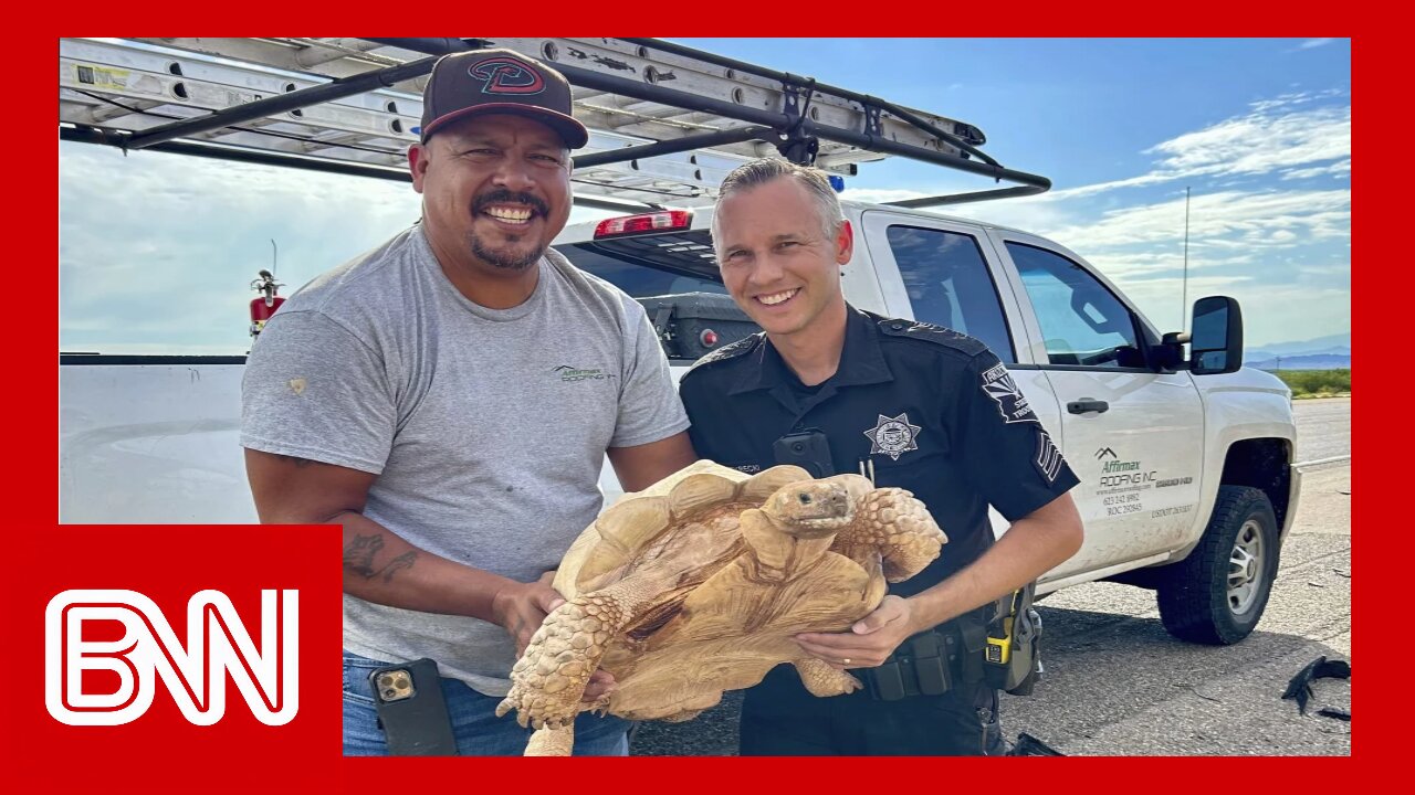 Large desert tortoise rescued from Arizona highway after escaping from ostrich ranch 3 miles away