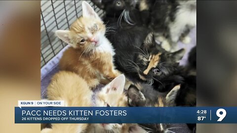 PACC needs kitten fosters