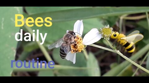 Bees daily foraging routine mini film(BEES WORLD)