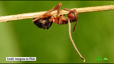 Mind-Controlling Parasites and How They Affect the Brain