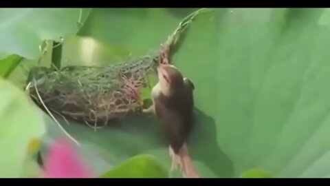 Bird Threading Pine Needles Through a Leaf