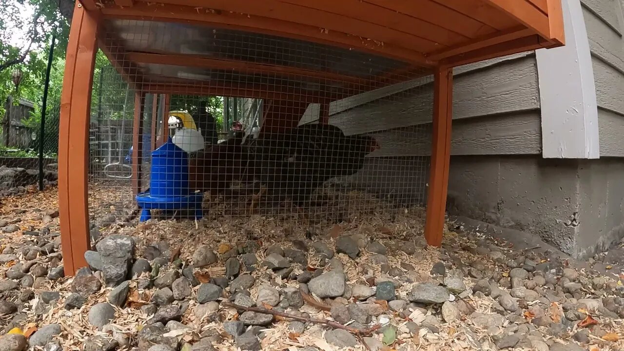 My Backyard Chickens - Episode 55